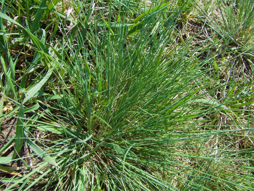 Festuca